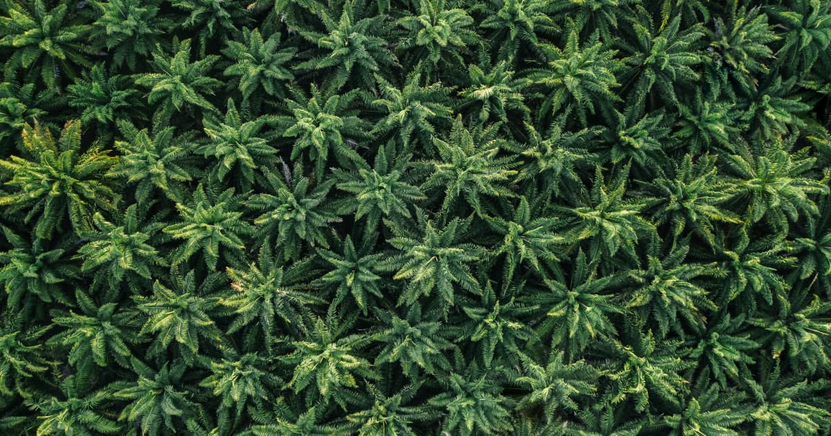 Federal Legislation Shifts THC Product Regulation to States, Creating Complex Patchwork