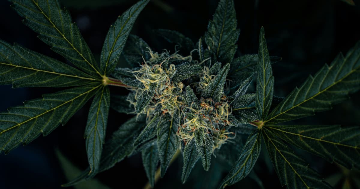 Georgia's Cannabis Regulation Debate Highlights National Divide