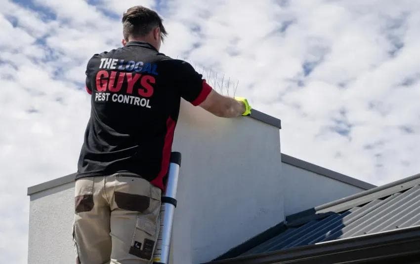 The Local Guys Pest Control Champions Eco-Friendly Pest Management in Christchurch